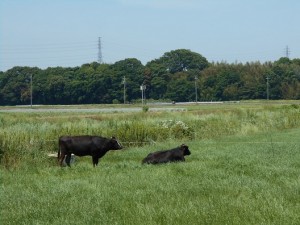 DSCN1737