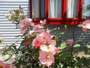 DSCN0038